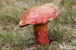 Boletus rhodoxanthus