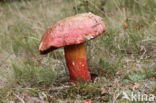 Roodnetboleet (Boletus rhodoxanthus)