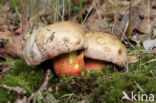 Roodnetboleet (Boletus rhodoxanthus)