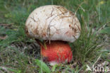 Roodnetboleet (Boletus rhodoxanthus)