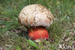 Roodnetboleet (Boletus rhodoxanthus)