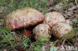 Roodnetboleet (Boletus rhodoxanthus)