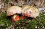 Roodnetboleet (Boletus rhodoxanthus)