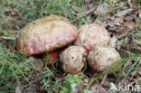 Roodnetboleet (Boletus rhodoxanthus)