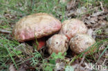 Roodnetboleet (Boletus rhodoxanthus)