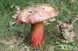 Roodnetboleet (Boletus rhodoxanthus)