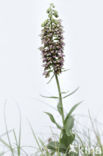 Broad-leaved Helleborine (Epipactis helleborine)