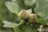 oak artichoke gall wasp (andricus fecundator)