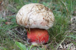 Roodnetboleet (Boletus rhodoxanthus)