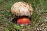 Roodnetboleet (Boletus rhodoxanthus)