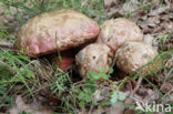 Roodnetboleet (Boletus rhodoxanthus)