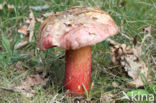 Roodnetboleet (Boletus rhodoxanthus)