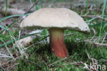 Pronksteelboleet (Boletus calopus)