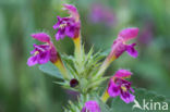 Zachte hennepnetel (Galeopsis pubescens)