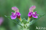 Zachte hennepnetel (Galeopsis pubescens)