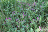 Downy Hemp-nettle (Galeopsis pubescens)