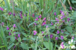 Downy Hemp-nettle (Galeopsis pubescens)