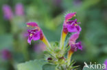 Zachte hennepnetel (Galeopsis pubescens)