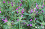 Downy Hemp-nettle (Galeopsis pubescens)