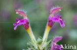 Zachte hennepnetel (Galeopsis pubescens)