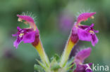 Zachte hennepnetel (Galeopsis pubescens)