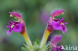 Zachte hennepnetel (Galeopsis pubescens)