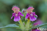 Zachte hennepnetel (Galeopsis pubescens)