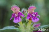 Zachte hennepnetel (Galeopsis pubescens)