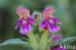 Zachte hennepnetel (Galeopsis pubescens)