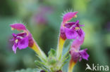 Zachte hennepnetel (Galeopsis pubescens)