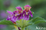 Zachte hennepnetel (Galeopsis pubescens)