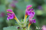 Downy Hemp-nettle (Galeopsis pubescens)