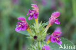 Zachte hennepnetel (Galeopsis pubescens)