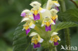 Large-flowered Hemp-nettle (Galeopsis speciosa)