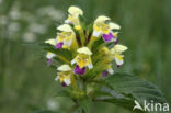 Large-flowered Hemp-nettle (Galeopsis speciosa)