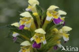 Large-flowered Hemp-nettle (Galeopsis speciosa)