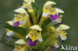 Large-flowered Hemp-nettle (Galeopsis speciosa)
