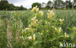 Large-flowered Hemp-nettle (Galeopsis speciosa)