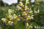 Large-flowered Hemp-nettle (Galeopsis speciosa)