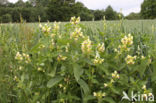 Large-flowered Hemp-nettle (Galeopsis speciosa)