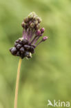 Kraailook (Allium vineale)