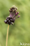 Wild Onion (Allium vineale)