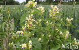 Large-flowered Hemp-nettle (Galeopsis speciosa)