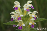 Large-flowered Hemp-nettle (Galeopsis speciosa)