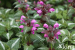 Gestreepte dovenetel (Lamium maculatum cv.  Variegatum )