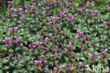 Lamium maculatum cv.  Variegatum 