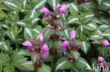 Lamium maculatum cv.  Variegatum 