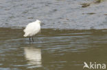 Little Egret (Egretta garzetta)