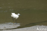 Kleine Zilverreiger (Egretta garzetta)