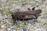 Klappersprinkhaan (Psophus stridulus)